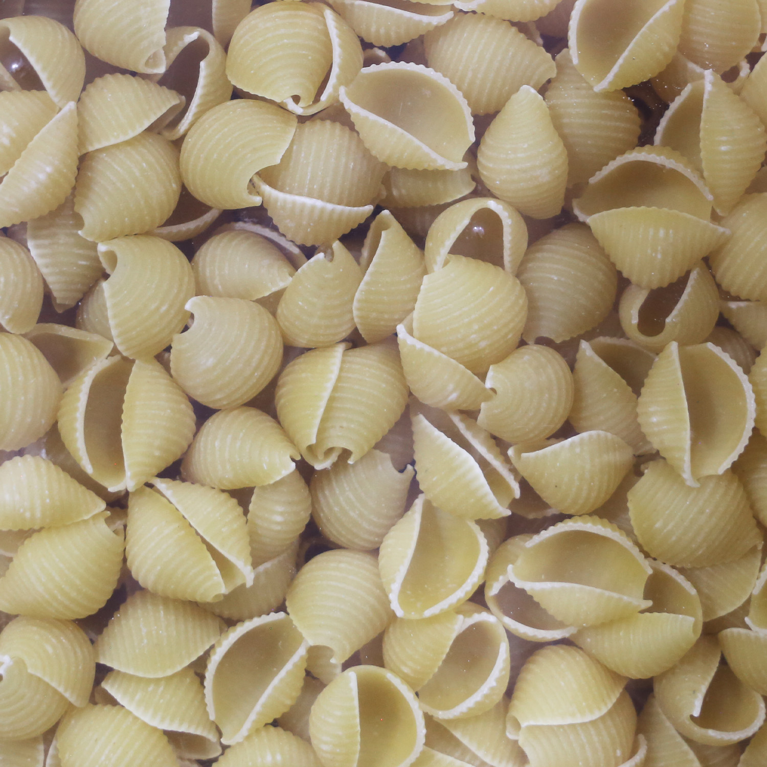 Pasta - Shells Medium Zerega | Walnut Creek Foods