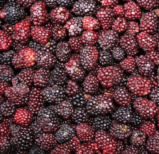 FZ Fruit - Blackberries IQF WV 30 lb