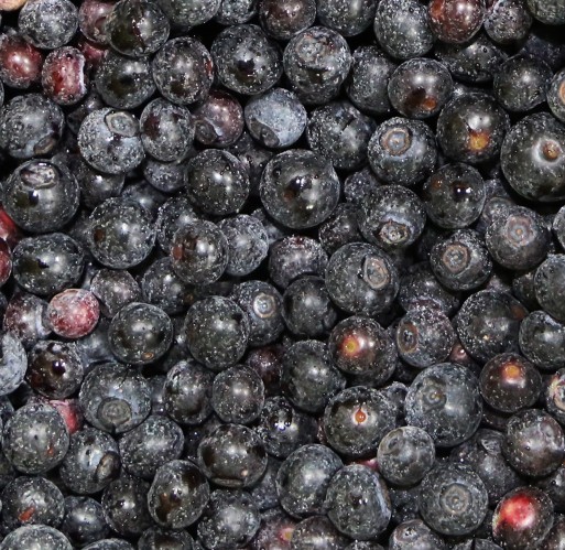 FZ Fruit - Blueberries IQF Bulk