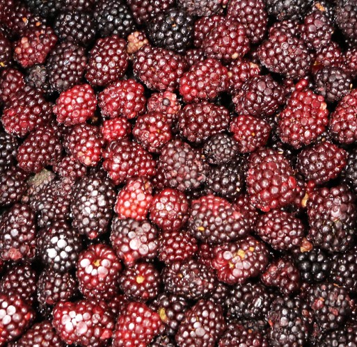 FZ Fruit - Blackberries IQF Bulk
