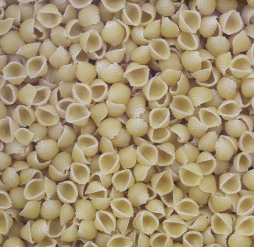 Small Shell Pasta  Bulk Priced Food Shoppe