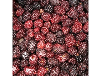 FZ Fruit - Blackberries IQF Bulk