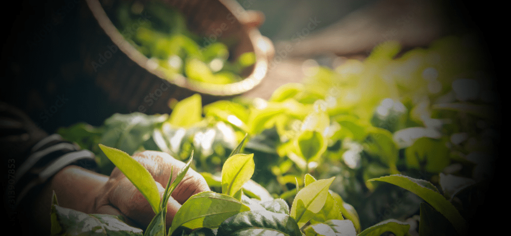 Walnut Creek Bulk Foods Your Guide to Savvy Shopping and Sustainability